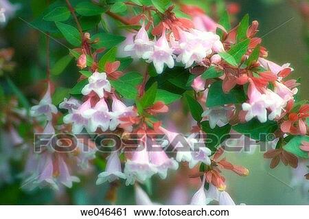 Abelia x grandiflora, June 2004. Maryland, USA. View Large Photo Image Stock Image - Abelia x grandiflora, June 2004. Maryland, USA.. Fotosearch