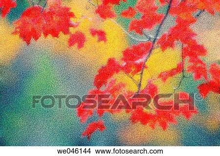Picture - Acer rubrum. October 2004, Pennsylvania, USA. Fotosearch