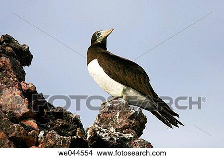 Adult Brown Booby (Sula leucogaster) in the Gulf of California (Sea of Cortez), Mexico. View Large Photo Image Picture - Adult Brown Booby (Sula leucogaster) in the Gulf of California (Sea of Cortez), Mexico.. Fotosearch