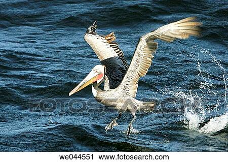 Stock Image - Adult Brown Pelican (Pelecanus occidentalis) taking off in the Gulf of California (Sea of Cortez), Mexico.. Fotosearch