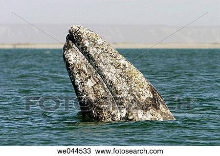 Adult California gray whale (Eschrichtius robustus) spy-hopping in the calm waters of San Ignacio Lagoon, Baja California Sur, Mexico. View Large Photo Image Stock Image - Adult California gray whale (Eschrichtius robustus) spy-hopping in the calm waters of San Ignacio Lagoon, Baja California Sur, Mexico.. Fotosearch