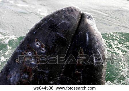 Stock Photograph - Adult California gray whale (Eschrichtius robustus) spy-hopping in the calm waters of San Ignacio Lagoon, Baja California Sur, Mexico.. Fotosearch