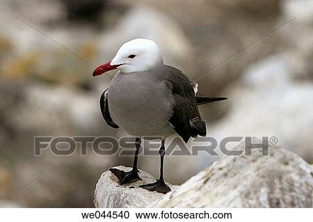 Adult Heermann's Gull (Larus heermanni) on their breeding grounds on Isla Rasa in the middle Gulf of California (Sea of Cortez), Mexico. 95% of the world's population of this species nests on this tiny island. View Large Photo Image Stock Image - Adult Heermann's Gull (Larus heermanni) on their breeding grounds on Isla Rasa in the middle Gulf of California (Sea of Cortez), Mexico. 95% of the world's population of this species nests on this tiny island.. Fotosearch