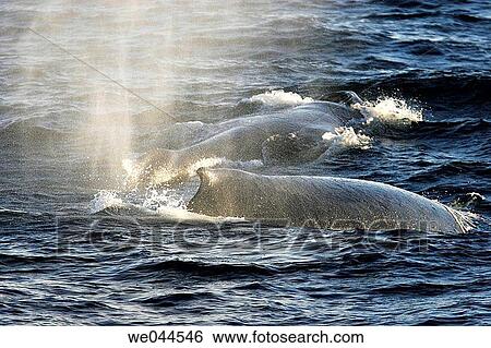 Adult Humpback Whales (Megaptera novaeangliae) surfacing on the Gorda Banks in the lower Gulf of California (Sea of Cortez), Mexico. View Large Photo Image Stock Photograph - Adult Humpback Whales (Megaptera novaeangliae) surfacing on the Gorda Banks in the lower Gulf of California (Sea of Cortez), Mexico.. Fotosearch
