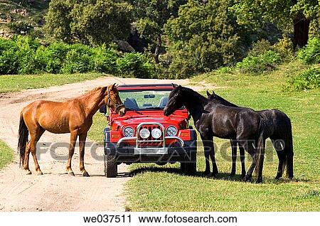 agriculture, car, brave, animal, 4x4 View Large Photo Image Stock Image - agriculture, car, brave, animal, 4x4. Fotosearch