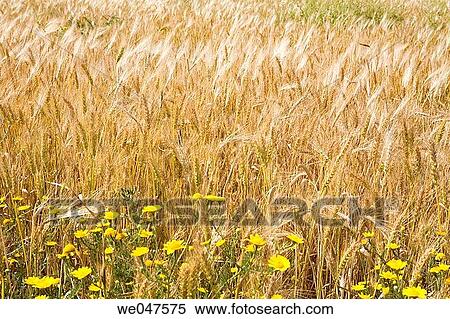 Algarve. Portugal. View Large Photo Image Stock Photography - Algarve. Portugal.. Fotosearch