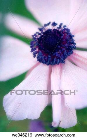 Stock Photograph - Anemone coronaria. March 2006, South Carolina, USA. Fotosearch
