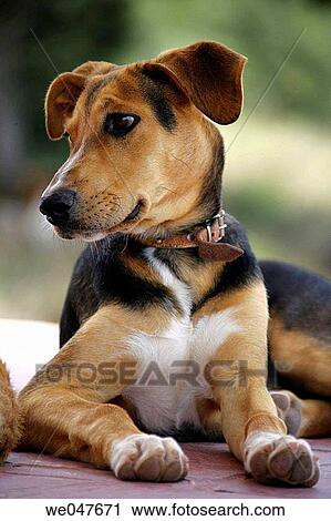 Stock Image - animal, brown, attentive, attention, alert. Fotosearch