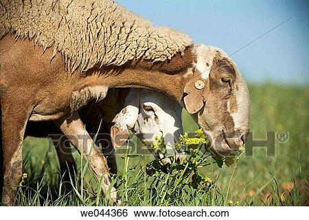 animal, Farm animal, day, country, agriculture View Large Photo Image Stock Photograph - animal, Farm animal, day, country, agriculture. Fotosearch