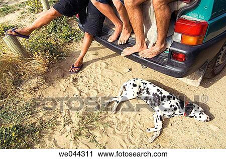 anonymous, car, barefoot, automobile, animal View Large Photo Image Stock Image - anonymous, car, barefoot, automobile, animal. Fotosearch