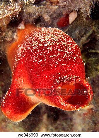 Ascidian (Halocynthia papillosa). Alicante province, Comunidad Valenciana, Spain View Large Photo Image Stock Photo - Ascidian (Halocynthia papillosa). Alicante province, Comunidad Valenciana, Spain. Fotosearch