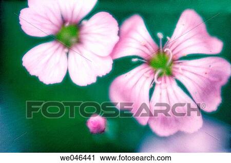 Baby's Breath (Gypsophilla elegans). June 2006, Maryland, USA View Large Photo Image Stock Image - Baby's Breath (Gypsophilla elegans). June 2006, Maryland, USA. Fotosearch