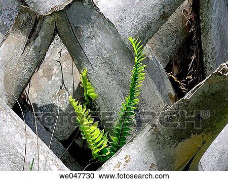 background, botany, concept, day, detail View Large Photo Image Stock Image - background, botany, concept, day, detail. Fotosearch