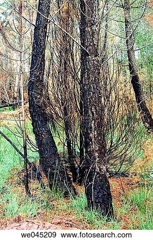 bark, burned, burnt, catastrophe, day View Large Photo Image Stock Photo - bark, burned, burnt, catastrophe, day. Fotosearch