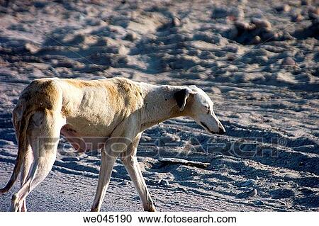 Stock Image - beach, dog, day, contemporary, animal. Fotosearch