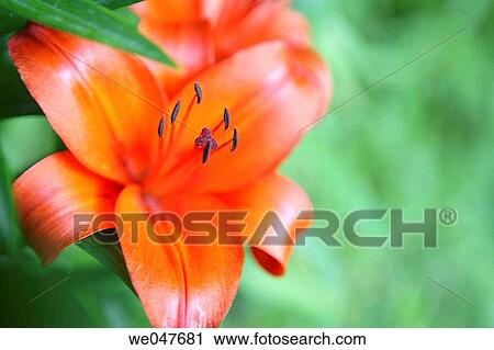 Stock Image - beauty, day, Close-up, botany, anther. Fotosearch