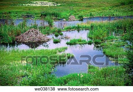 Beaver lodge in marsh. Kamloops. British Columbia, Canada View Large Photo Image Stock Photo - Beaver lodge in marsh. Kamloops. British Columbia, Canada. Fotosearch