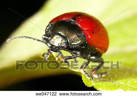 Beetle (fam. Chrysomelidae) View Large Photo Image Stock Image - Beetle (fam. Chrysomelidae). Fotosearch