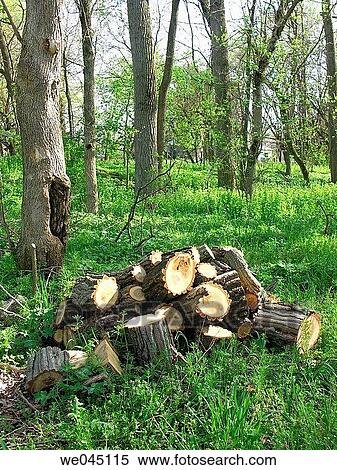 beginning, calm, chopped, country, cut View Large Photo Image Stock Photography - beginning, calm, chopped, country, cut. Fotosearch