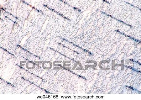Stock Photo - Birch Bark. Betula alleghaniensis. February 2004, Maryland, USA. Fotosearch