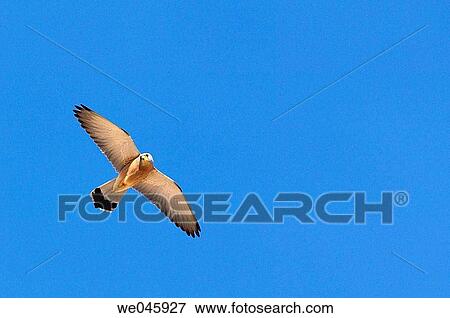 bird, day, blue sky, blue, animal View Large Photo Image Stock Photo - bird, day, blue sky, blue, animal. Fotosearch