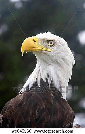 bird, day, Close-up, Bird of prey, animal View Large Photo Image Stock Image - bird, day, Close-up, Bird of prey, animal. Fotosearch