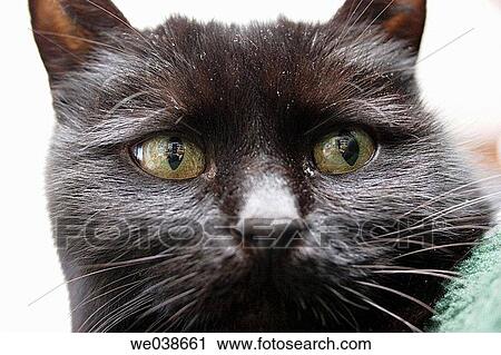 Black cat. Carinthia (K? rnten), Austria (? sterreich), Europe. View Large Photo Image Stock Image - Black cat. Carinthia (K? rnten), Austria (? sterreich), Europe.. Fotosearch