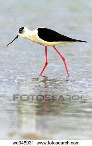 Black-winged Stilt (Himantopus himantopus). Spain View Large Photo Image Stock Image - Black-winged Stilt (Himantopus himantopus). Spain. Fotosearch