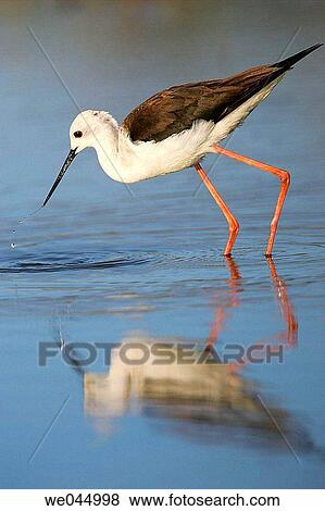 Black-winged Stilt (Himantopus himantopus). Sevilla province, Andalusia, Spain View Large Photo Image Stock Photo - Black-winged Stilt (Himantopus himantopus). Sevilla province, Andalusia, Spain. Fotosearch