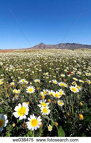 Blooming daisies, Cuchillos, Fuerteventura, Canary Islands View Large Photo Image Stock Photography - Blooming daisies, Cuchillos, Fuerteventura, Canary Islands. Fotosearch