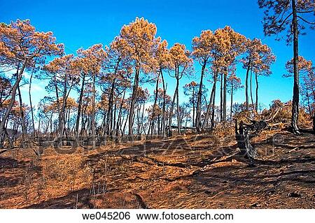 blue, blue sky, burned, burnt, catastrophe View Large Photo Image Stock Photograph - blue, blue sky, burned, burnt, catastrophe. Fotosearch