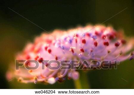 Blue Lace Flower. Didiscus coerulea. July 2005, Maryland, USA View Large Photo Image Picture - Blue Lace Flower. Didiscus coerulea. July 2005, Maryland, USA. Fotosearch