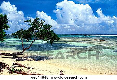 Bois Jolan beach, Grande-Terre. Guadeloupe, Caribbean, France View Large Photo Image Stock Photo - Bois Jolan beach, Grande-Terre. Guadeloupe, Caribbean, France. Fotosearch