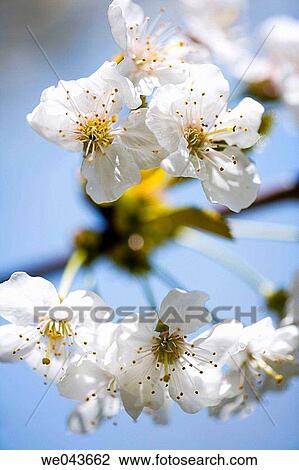 botany, Close-up, concept, day, delicate View Large Photo Image Stock Image - botany, Close-up, concept, day, delicate. Fotosearch