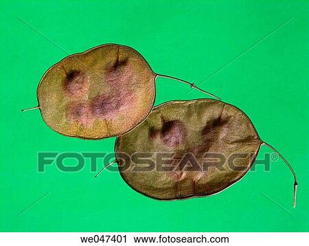 botany, Close-up, concept, detail, dried View Large Photo Image Stock Image - botany, Close-up, concept, detail, dried. Fotosearch