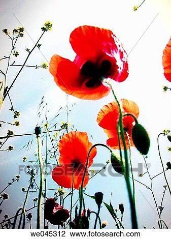 botany, Close-up, country, day, delicate View Large Photo Image Stock Image - botany, Close-up, country, day, delicate. Fotosearch