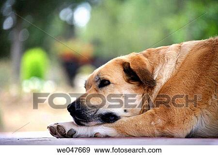 brown, day, canine, animal View Large Photo Image Stock Photo - brown, day, canine, animal. Fotosearch