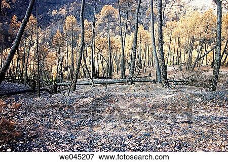 Stock Photo - burned, burnt, catastrophe, day, deforestation. Fotosearch