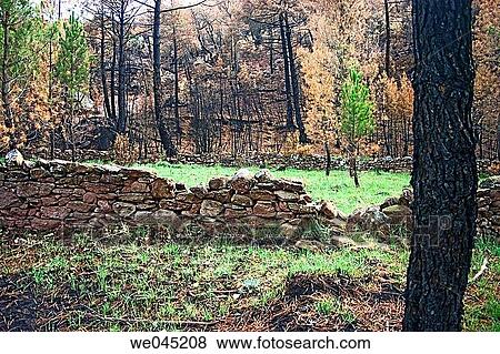 burned, burnt, catastrophe, day, deforestation View Large Photo Image Stock Photo - burned, burnt, catastrophe, day, deforestation. Fotosearch