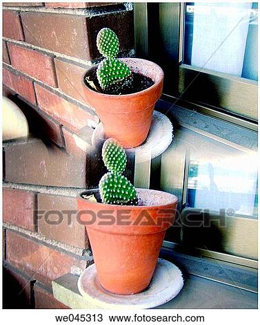 cactus, home, flower pot, day, at-home View Large Photo Image Stock Image - cactus, home, flower pot, day, at-home. Fotosearch