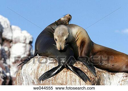 California Sea Lion (Zalophus californianus) mother and pup on Los Islotes in the Gulf of California (Sea of Cortez), Mexico. View Large Photo Image Stock Photography - California Sea Lion (Zalophus californianus) mother and pup on Los Islotes in the Gulf of California (Sea of Cortez), Mexico.. Fotosearch