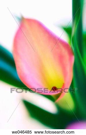 Calla Lily. Zantedeschia hybrid. March 2006. Maryland, USA View Large Photo Image Stock Photography - Calla Lily. Zantedeschia hybrid. March 2006. Maryland, USA. Fotosearch