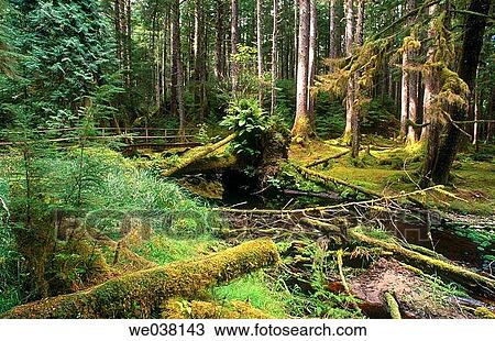 Canada, British Columbia, Queen Charlotte Islands. Lush rainforest on the east coast of Graham Island. Trail to Pesuta Shipwreck near Tlell. View Large Photo Image Stock Image - Canada, British Columbia, Queen Charlotte Islands. Lush rainforest on the east coast of Graham Island. Trail to Pesuta Shipwreck near Tlell.. Fotosearch