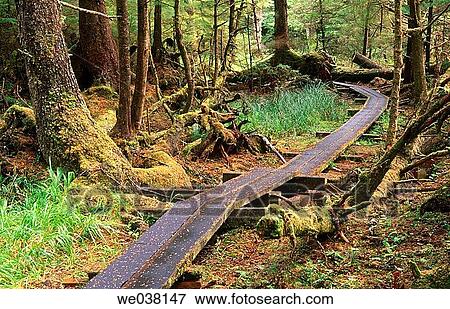Canada, British Columbia, Queen Charlotte Islands. Rainforest of Naikoon provincial Park. View Large Photo Image Stock Photo - Canada, British Columbia, Queen Charlotte Islands. Rainforest of Naikoon provincial Park.. Fotosearch