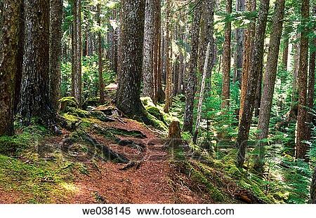 Canada, British Columbia, Queen Charlotte Islands. Coastal forest trail leading to Pesuta Shipwreck on the east coast of Graham Island. View Large Photo Image Stock Photography - Canada, British Columbia, Queen Charlotte Islands. Coastal forest trail leading to Pesuta Shipwreck on the east coast of Graham Island.. Fotosearch