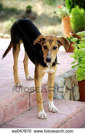 Stock Image - canine, dog, day, animal. Fotosearch