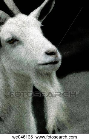 Stock Photography - Capra hircus. March 2005, Maryland, USA. Fotosearch