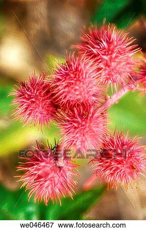 Castor Oil Plant Seedheads. Ricinus communis, August 2004. Maryland, USA View Large Photo Image Stock Photo - Castor Oil Plant Seedheads. Ricinus communis, August 2004. Maryland, USA. Fotosearch