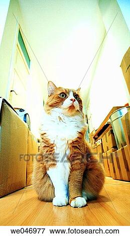 cat, contemporary, Close-up, animal View Large Photo Image Stock Photo - cat, contemporary, Close-up, animal. Fotosearch