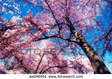 Cherry Blossom. Prunus serrulata, April 2006. Maryland, USA. View Large Photo Image Picture - Cherry Blossom. Prunus serrulata, April 2006. Maryland, USA.. Fotosearch